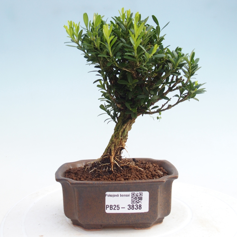 Kamerbonsai - Buxus harlandii - kurk buxus