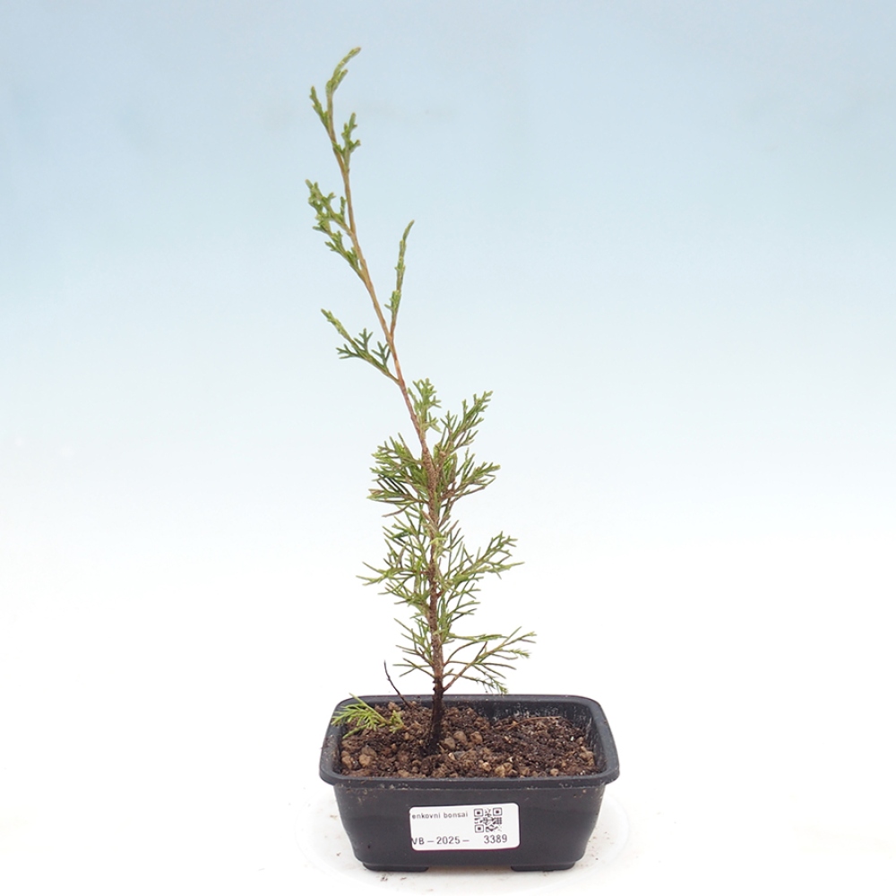 Bonsai voor buiten - Juniperus chinensis Itoigawa