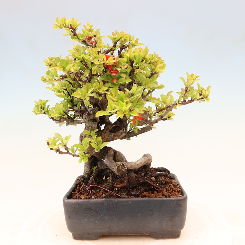 Bonsai voor buiten - Chaneomeles speciosa Chojubai