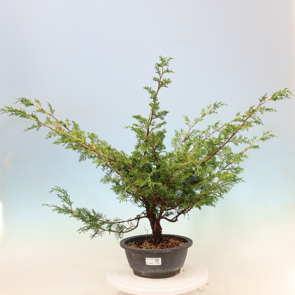 Bonsai voor buiten - Juniperus chinensis Itoigawa
