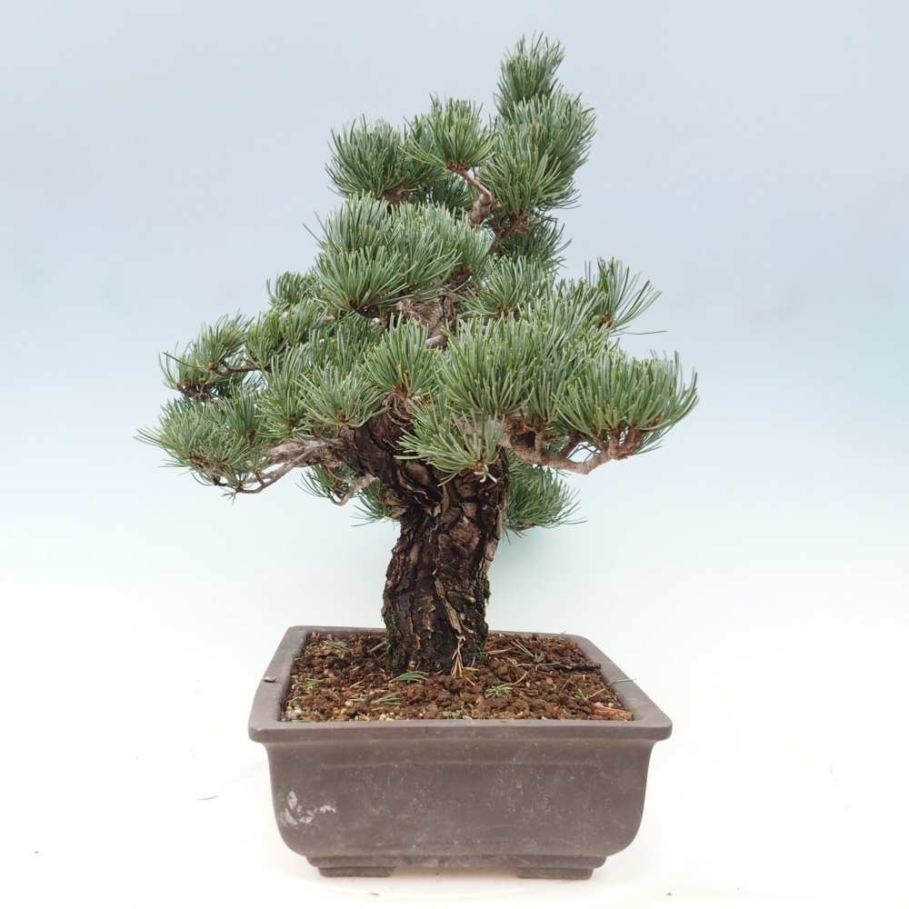 Bonsai voor buiten - Pinus parviflora - Pinus parviflora
