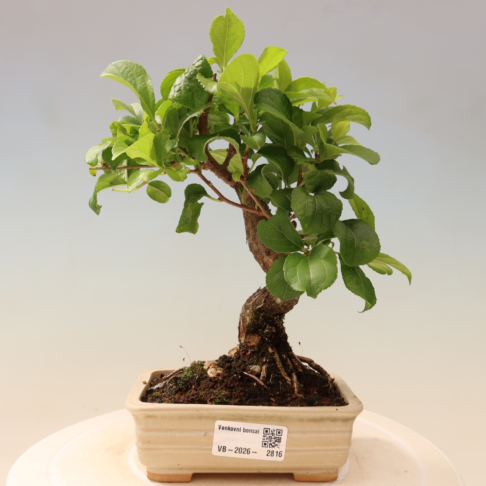 Bonsai voor buiten - Celastrus orbiculatus