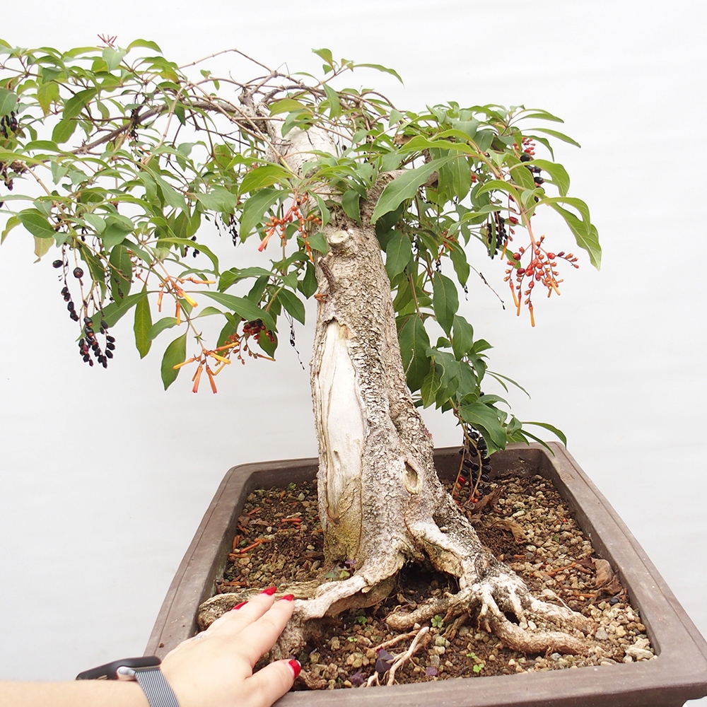 Kamerbonsai - Hamelia octrooi