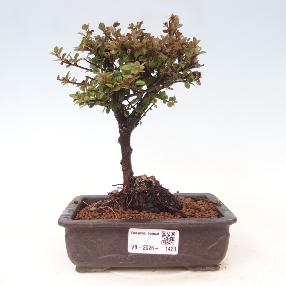 Bonsai voor buiten - Cotoneaster horizontalis - Rocky Mountain