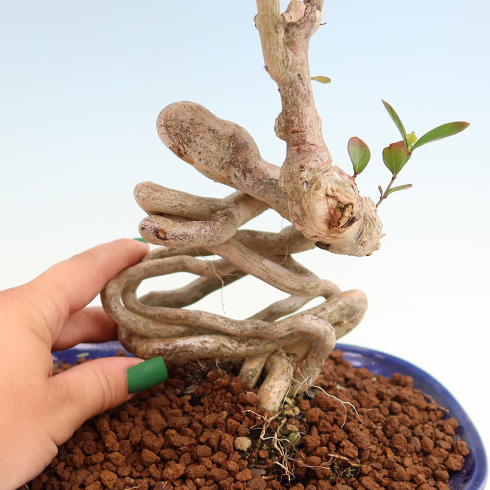 Kamerbonsai - Lagerstroemia indica - Indische seringenboom