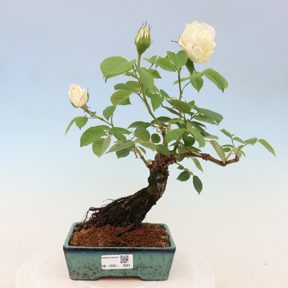 Bonsai voor buiten - Rosa Kordes - roos