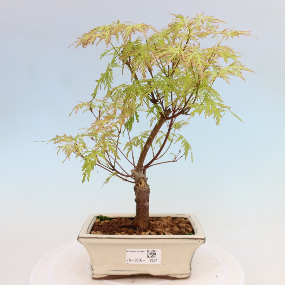 Bonsai voor buiten - Acer palmatum Dissectum