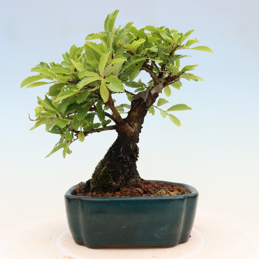 Bonsai voor buiten - Zelkova - Zelkova NIRE
