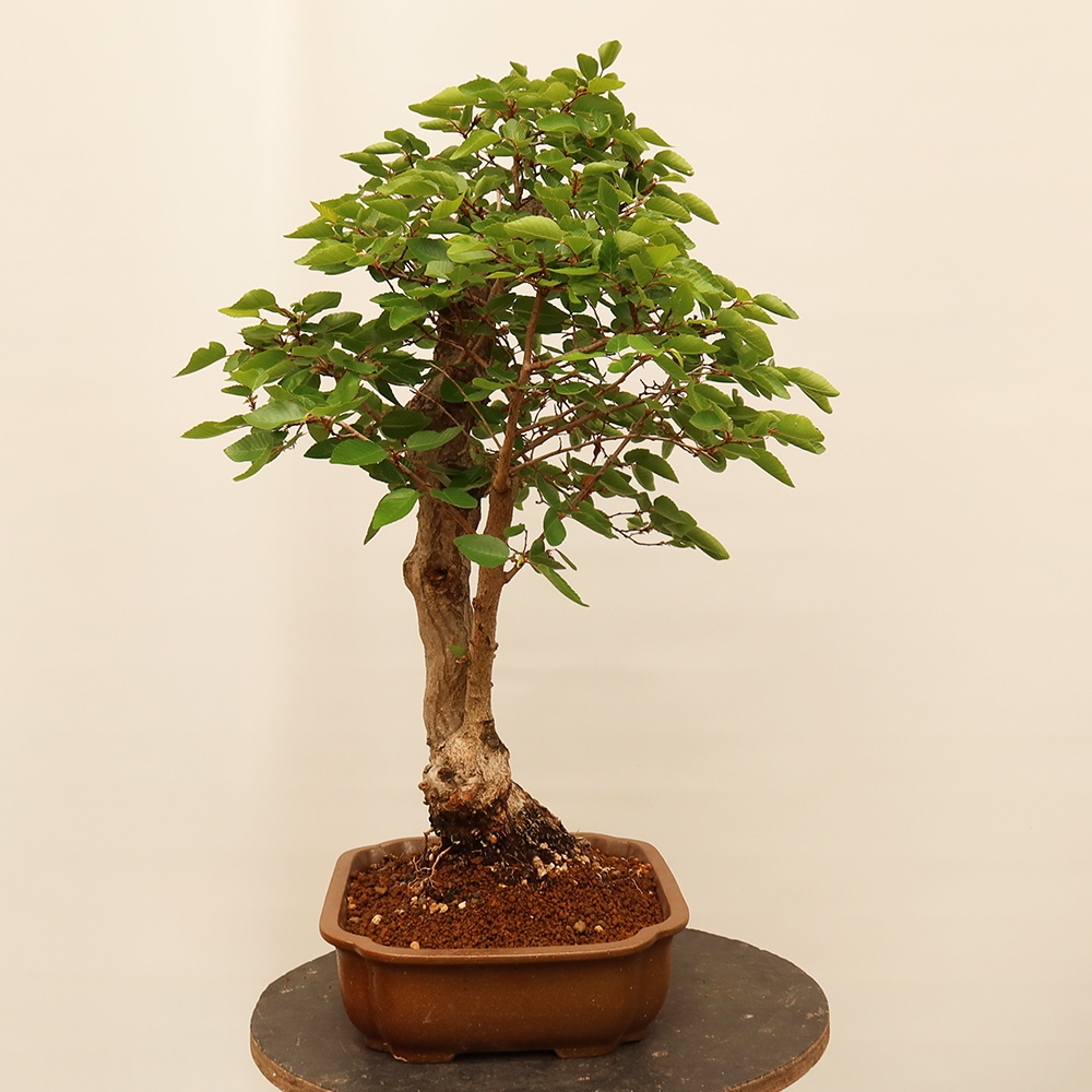Bonsai voor buiten -Carpinus Coreana - Koreaanse haagbeuk
