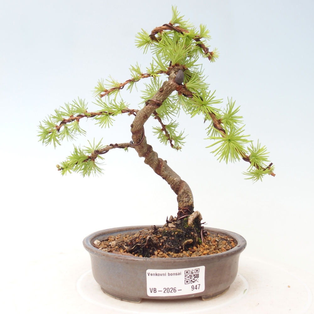 Bonsai voor buiten - Larix Kaempferi - Japanse lariks