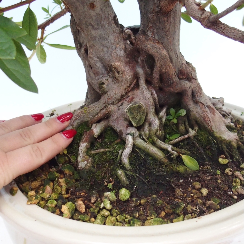 Kamerbonsai - Rhododendron simsii - Penningkruid