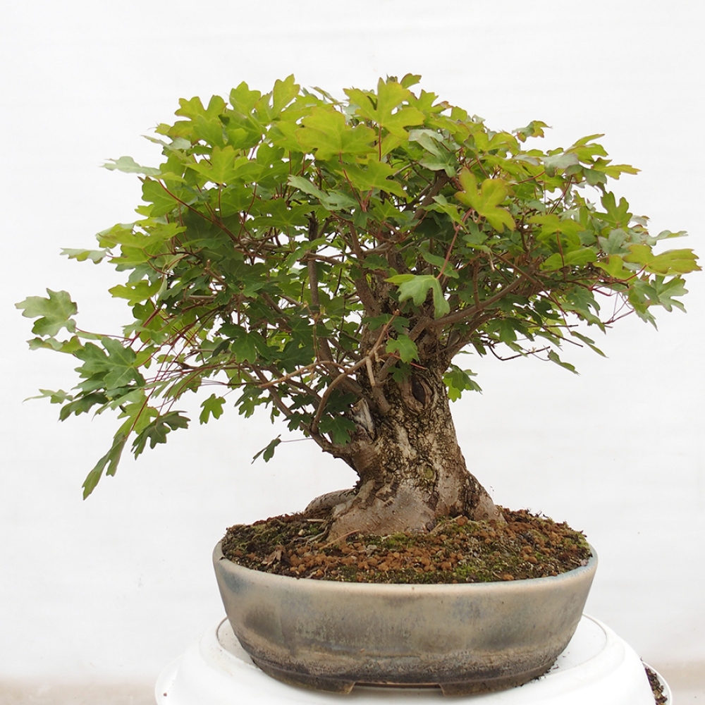 Bonsai voor buiten -Javor babyka - Acer campestre