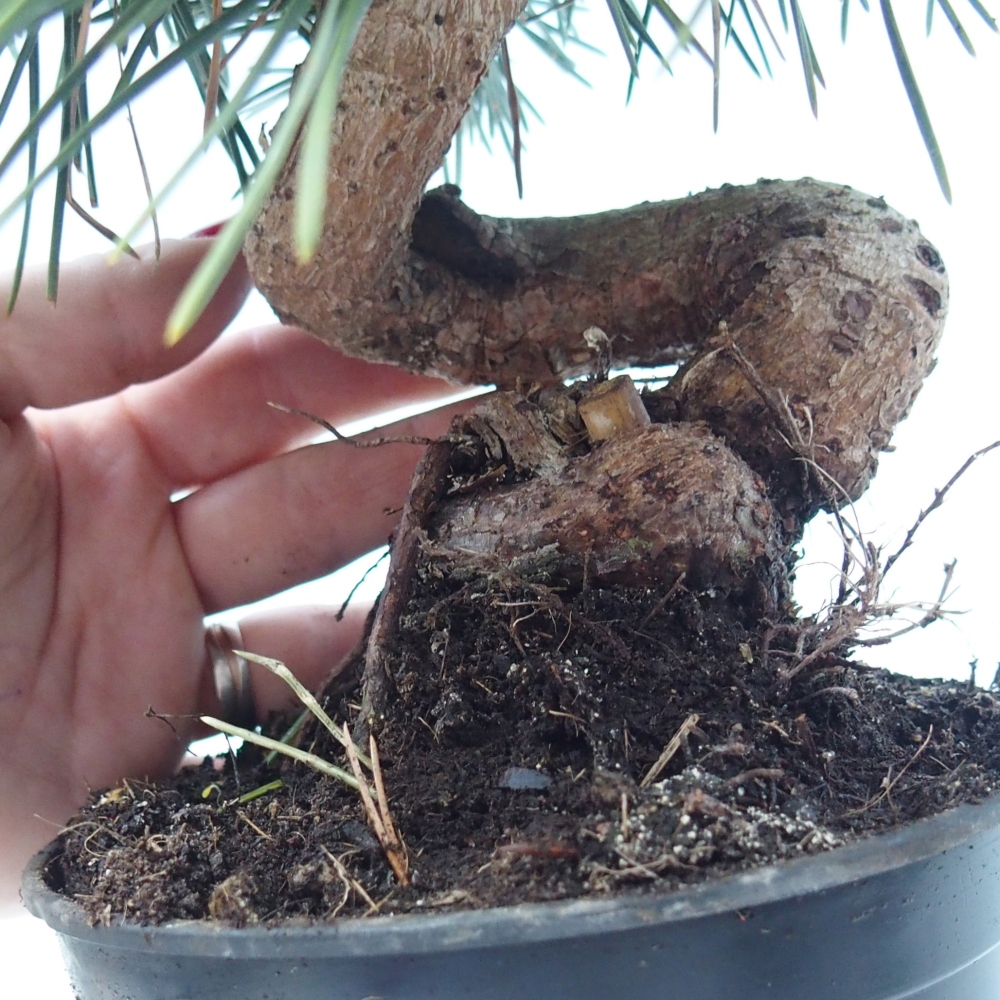 Bonsai voor buiten - Pinus thunbergii senjyumaru - Thunberg den