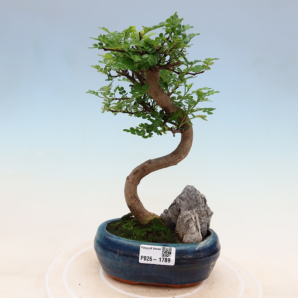 Kamerbonsai - Zantoxylum piperitum - peperboom
