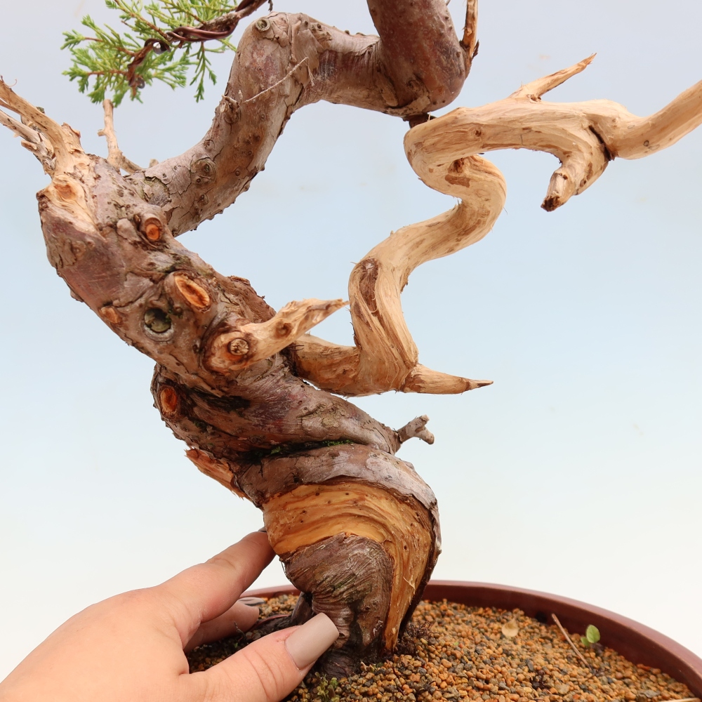 Bonsai voor buiten - Juniperus chinensis Itoigawa-Juniperus chinensis