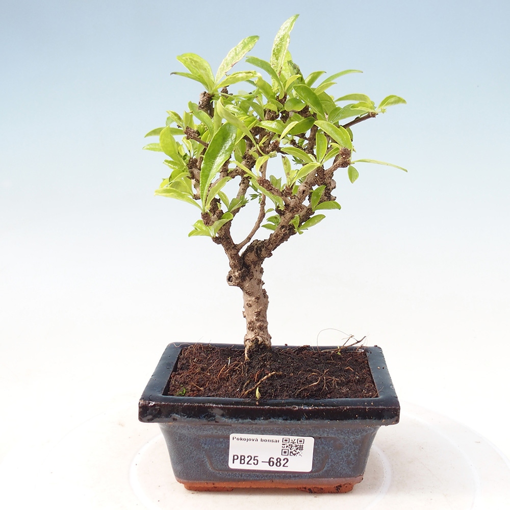 Kamerbonsai - Carmona macrophylla - Thee fuki