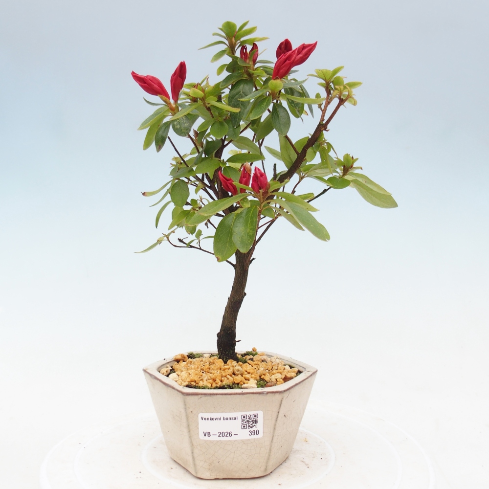 Bonsai voor buiten - Japanse azalea - Azalea sp.