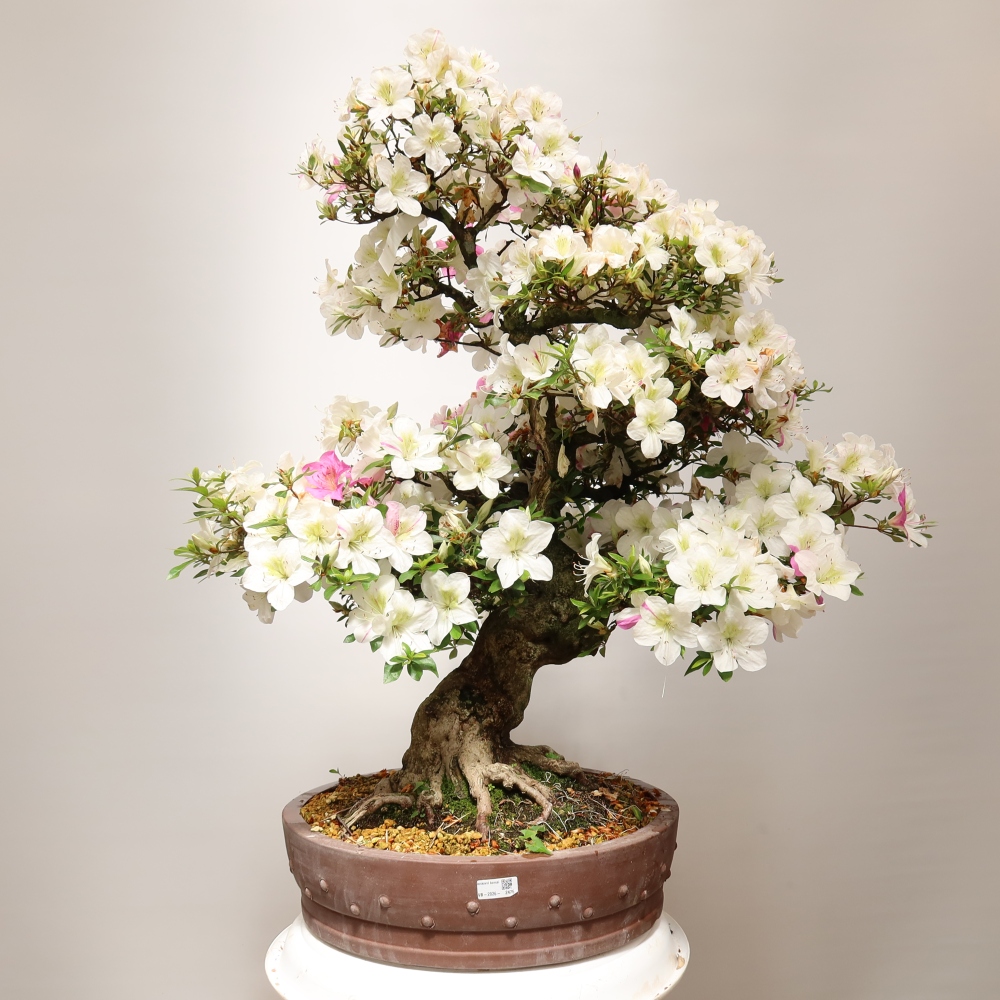 Bonsai voor buiten - Japanse azalea - Azalea Kotobokietsu