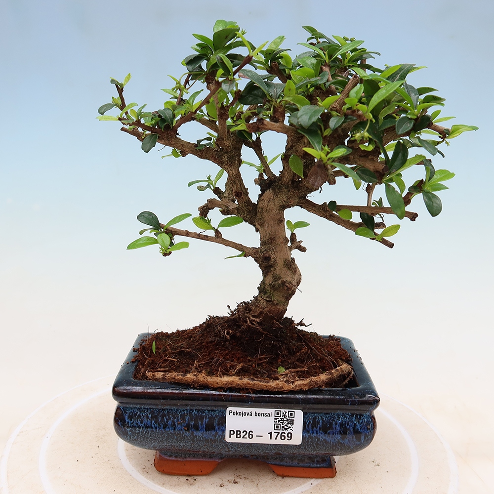 Kamerbonsai - Carmona macrophylla - Thee fuki