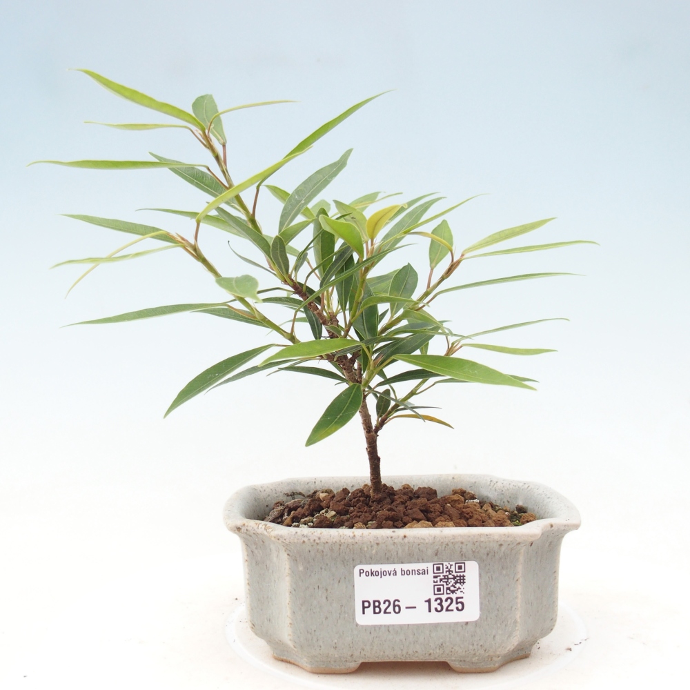 Kamerbonsai - Ficus nerifolia - kleinbladige ficus