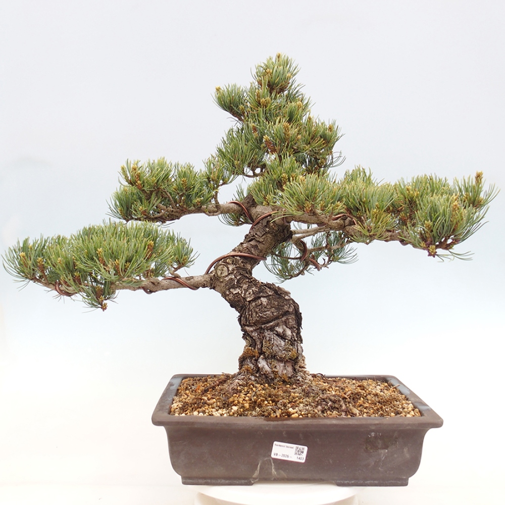 Bonsai voor buiten - Pinus parviflora - Pinus parviflora