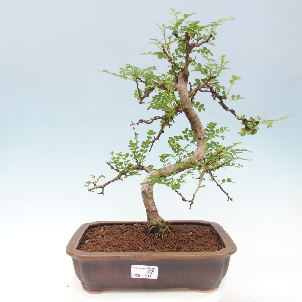 Kamerbonsai - Zantoxylum piperitum - peperboom