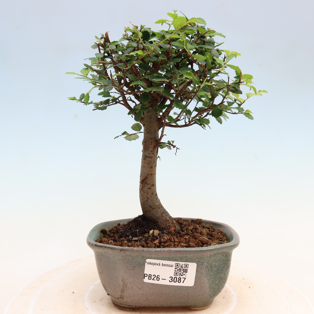 Kamerbonsai - Ulmus parvifolia - Winteriep