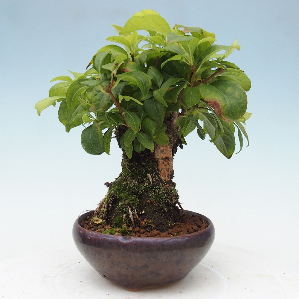 Bonsai voor buiten - Celastrus orbiculatus