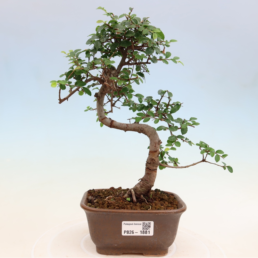 Kamerbonsai - Ulmus parvifolia - Winteriep