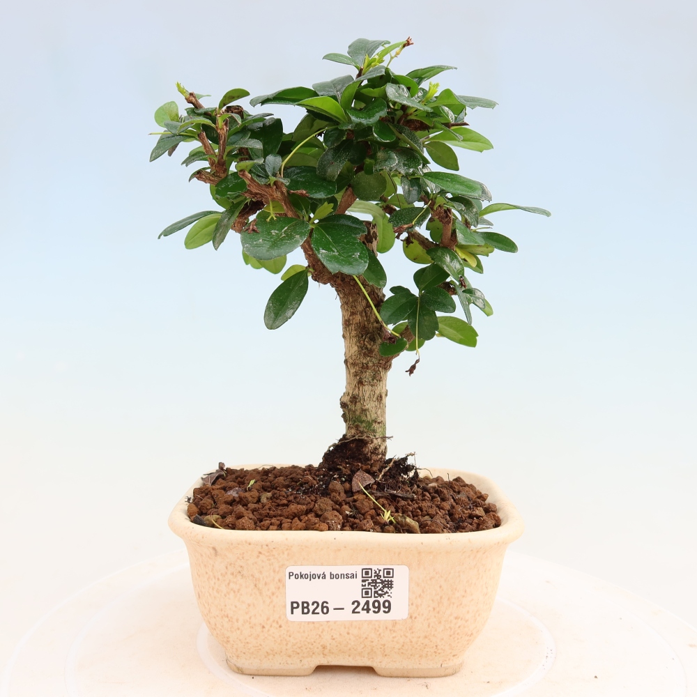 Kamerbonsai - Carmona macrophylla - Thee fuki