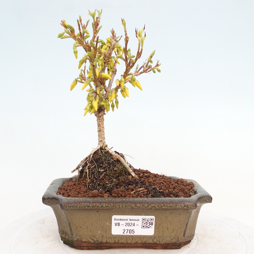 Bonsai voor buiten - Zlatice - Forsythia intermedia