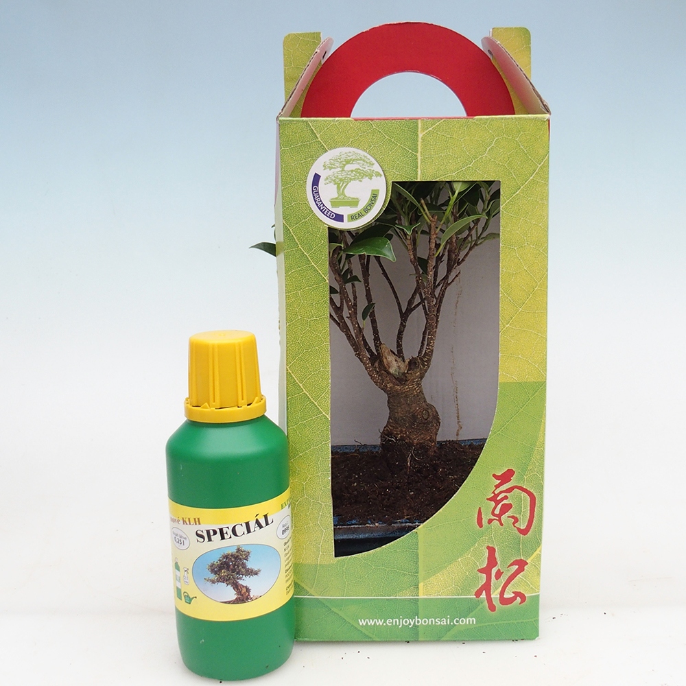 Kamerbonsai in geschenkverpakking Ficus retusa - Kleinbladige ficus