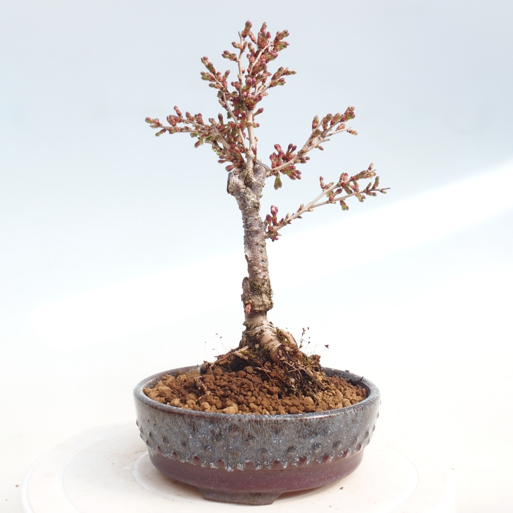 Bonsai voor buiten - Prunus incisa Kojou-no mai-Plivon uitgesneden