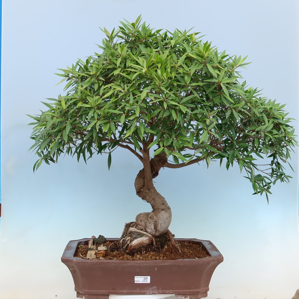 Kamerbonsai - Ficus nerifolia - kleinbladige ficus