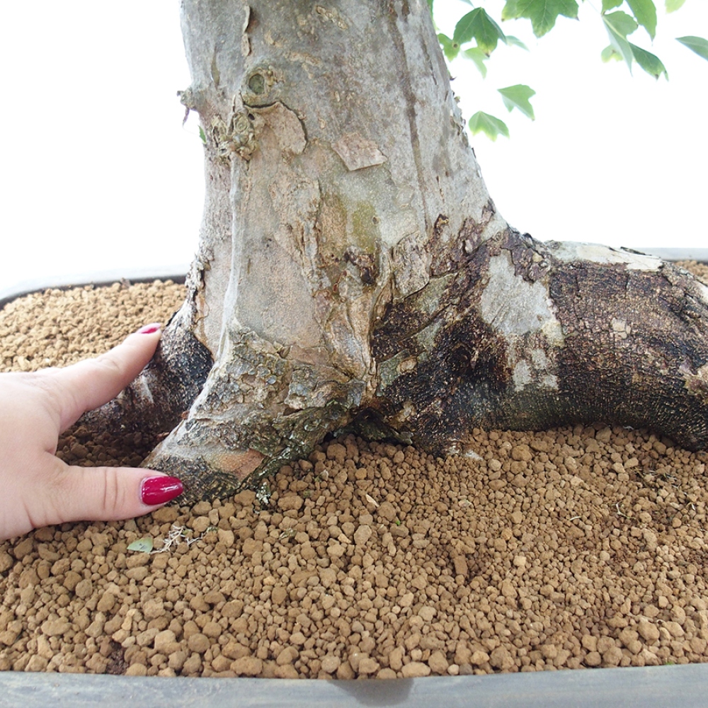 Bonsai voor buiten - Acer Buergerianum - Burgeresdoorn