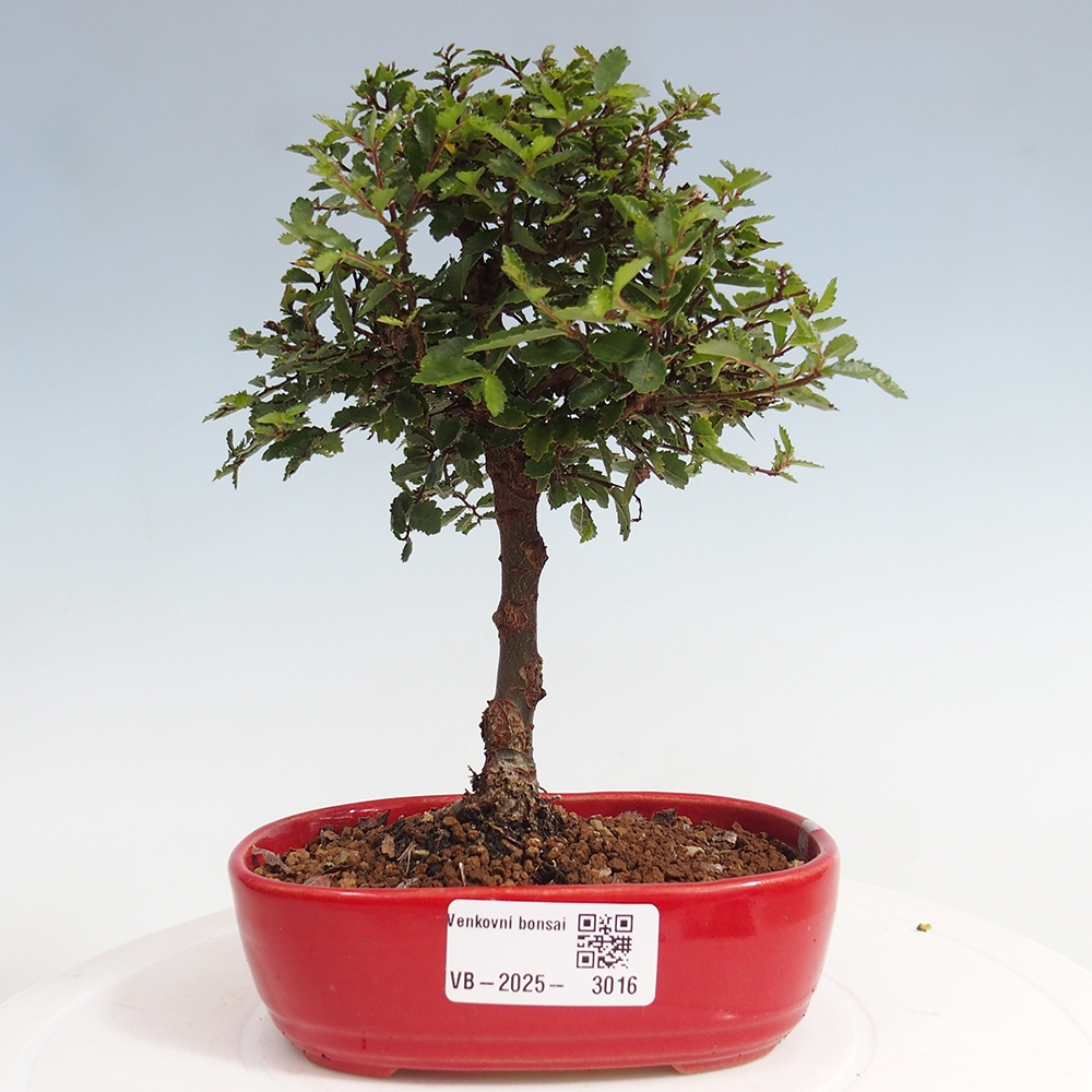 Bonsai voor buiten - Ulmus parvifolia Sagei - Kleinbladige iep