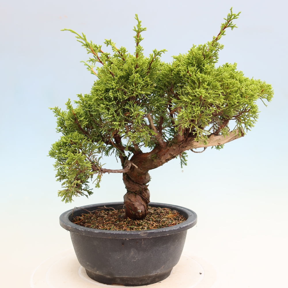 Bonsai voor buiten - Juniperus chinensis Itoigawa-Juniperus chinensis