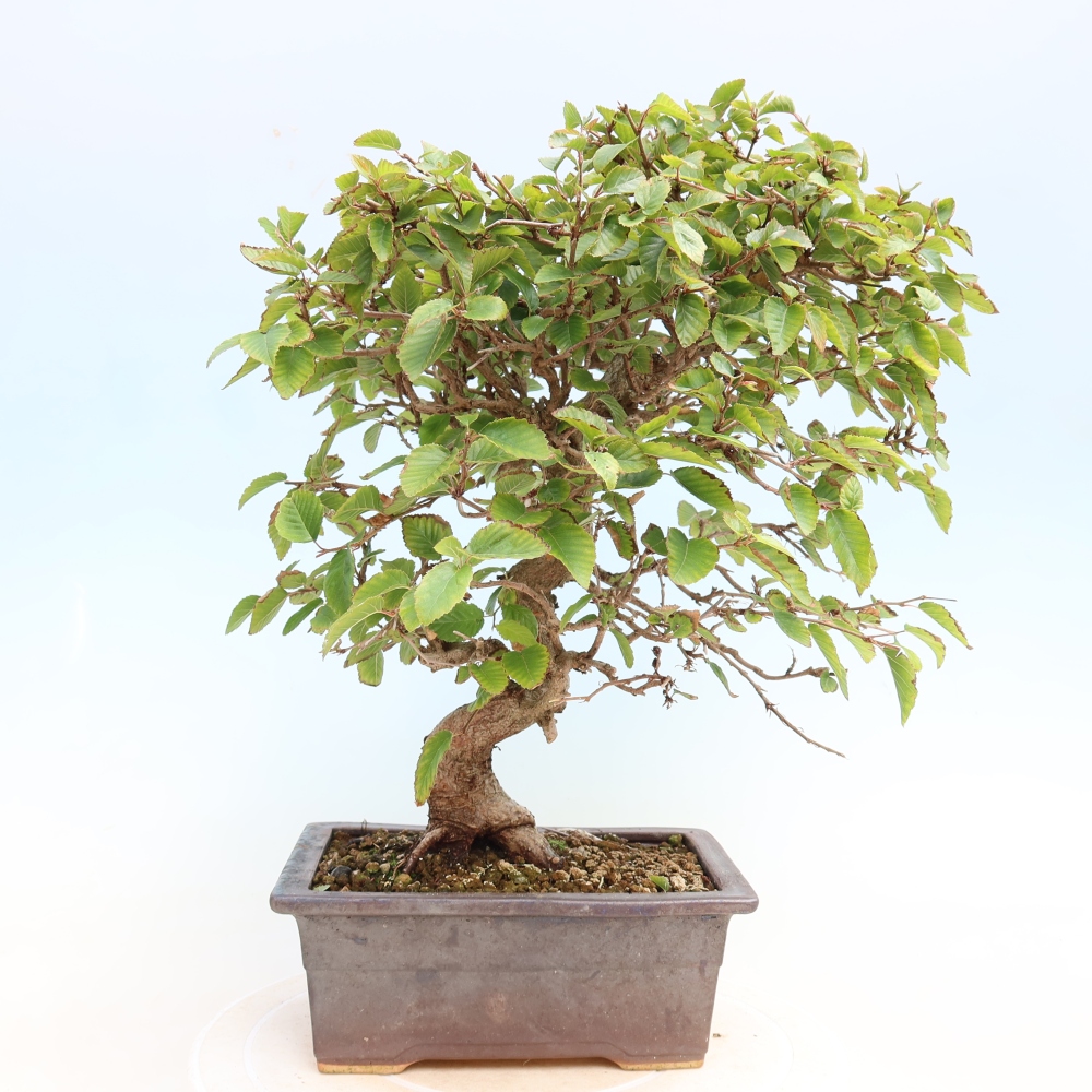 Bonsai voor buiten -Carpinus CARPINOIDES - Koreaanse haagbeuk