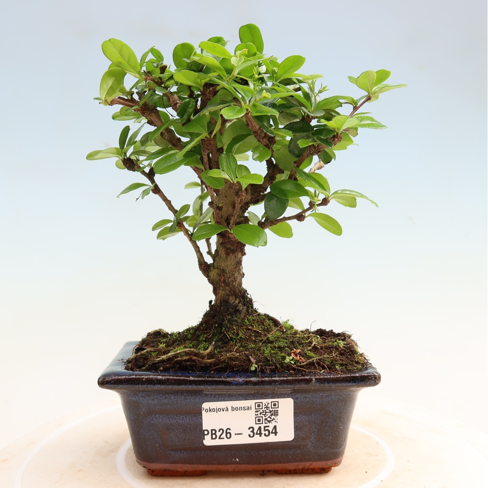 Kamerbonsai - Carmona macrophylla - Thee fuki