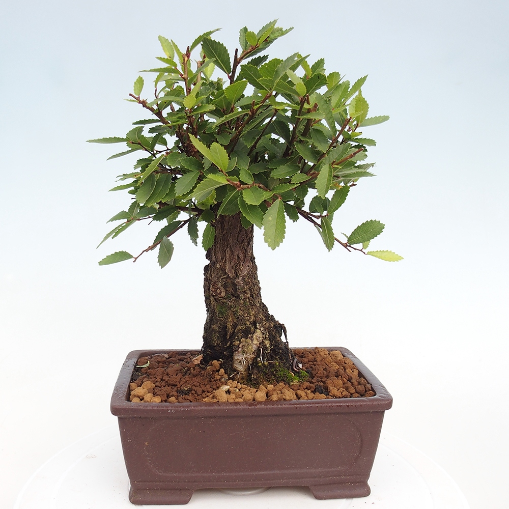 Bonsai voor buiten - Zelkova - Zelkova NIRE