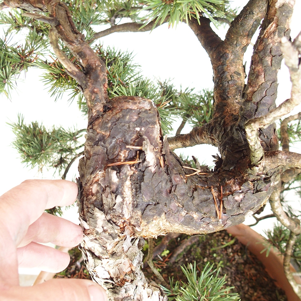 Yamadori - Pinus sylvestris Spanje