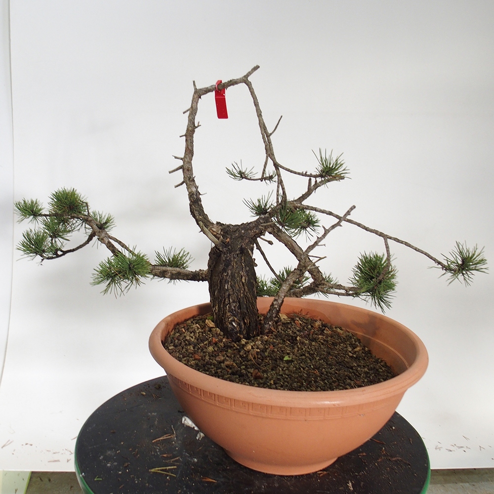 Yamadori - Pinus sylvestris Spanje