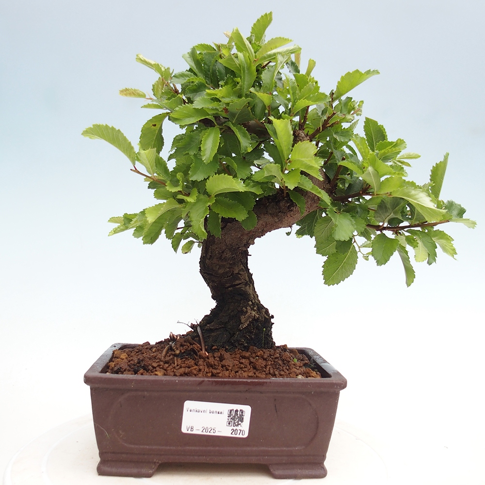 Bonsai voor buiten - Zelkova - Zelkova NIRE