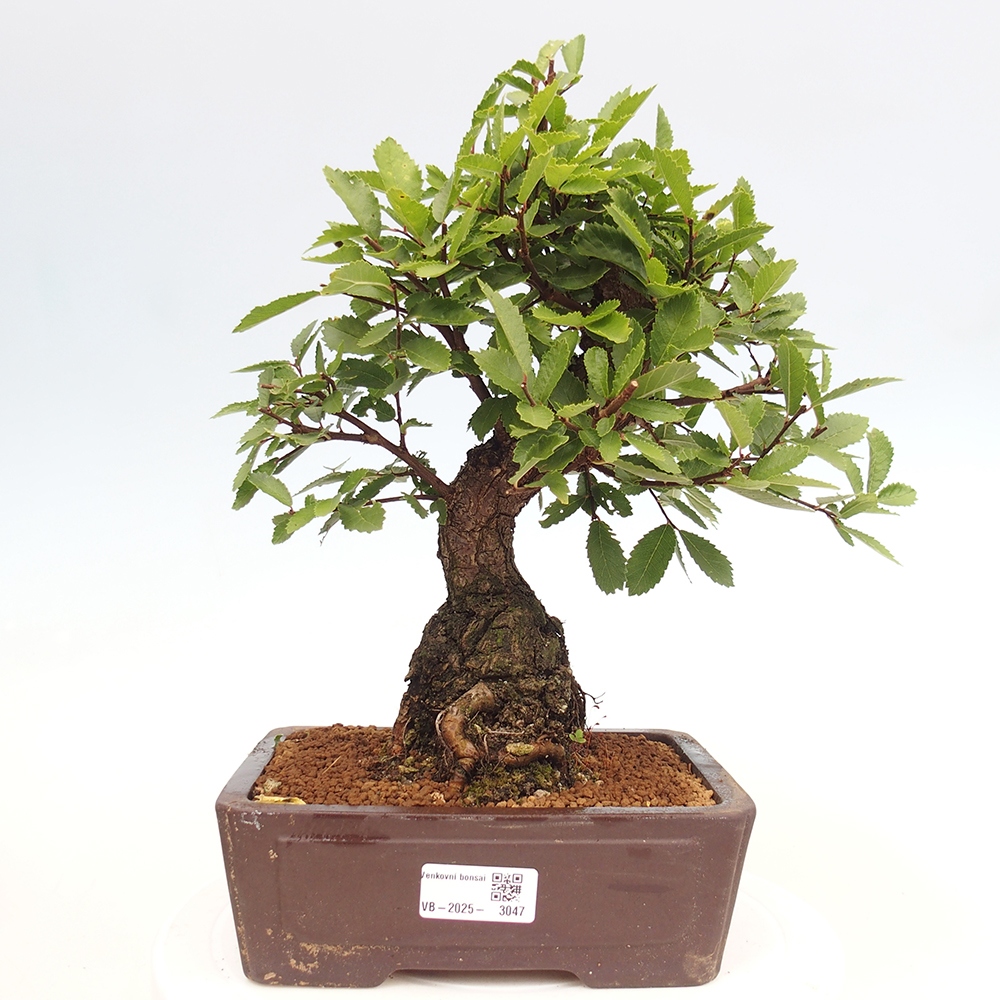 Bonsai voor buiten - Zelkova - Zelkova NIRE