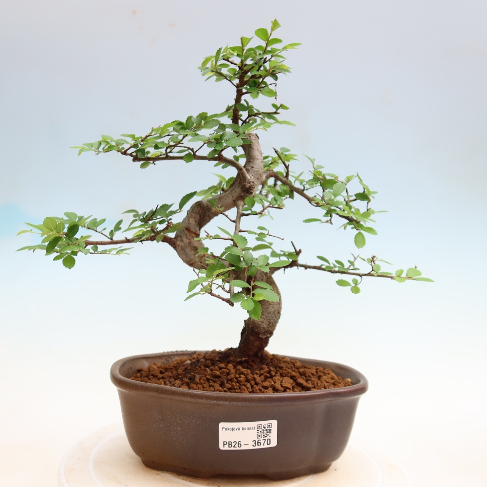 Kamerbonsai - Ulmus parvifolia - Winteriep