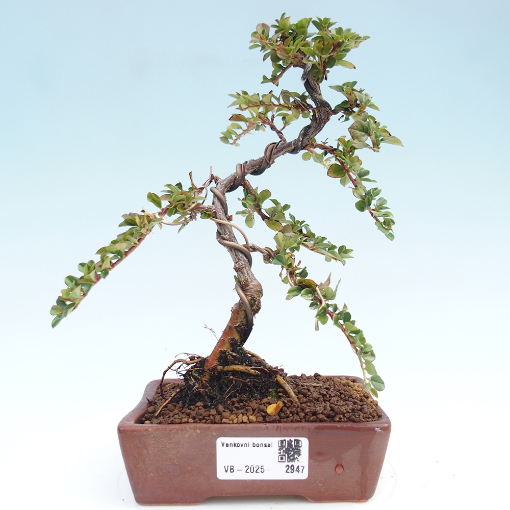 Bonsai voor buiten - Cotoneaster horizontalis - Rocky Mountain