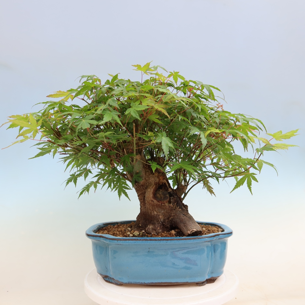 Bonsai voor buiten - Esdoorn Burger - Acer Burgerianum
