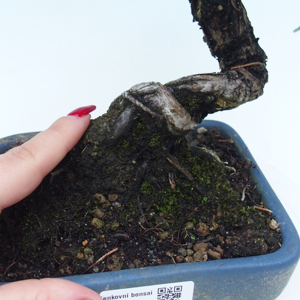 Bonsai voor buiten - Juniperus chinensis Kishu