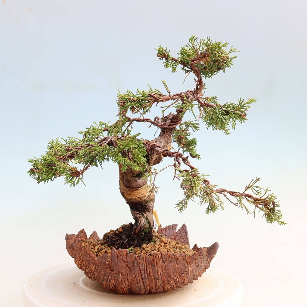 Bonsai voor buiten - Juniperus chinensis Itoigawa-Juniperus chinensis