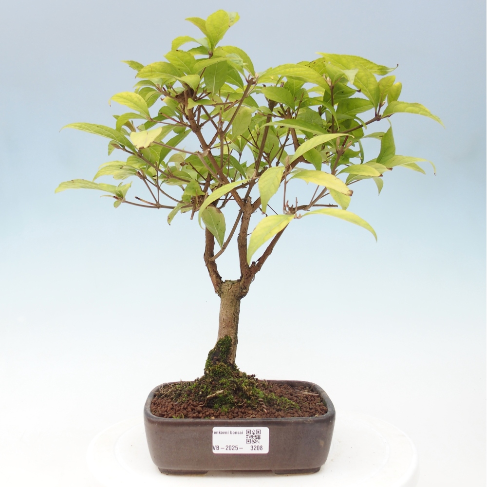 Bonsai voor buiten - Callicarpa japonica
